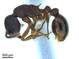 Image of Myrmica nearctica Weber 1939