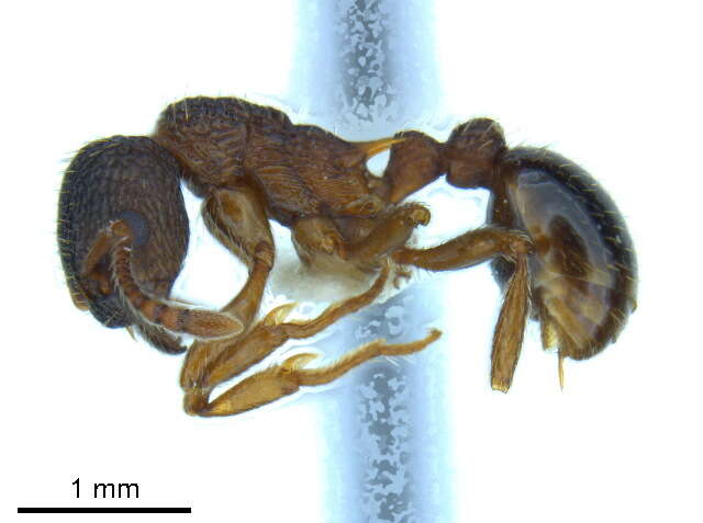 Imagem de Myrmica latifrons Staercke 1927