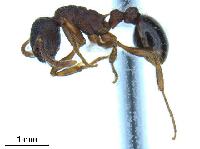 Imagem de Myrmica latifrons Staercke 1927