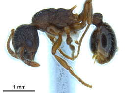 Imagem de Myrmica latifrons Staercke 1927