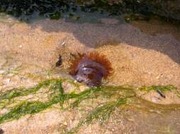 Image of Beadlet anemone