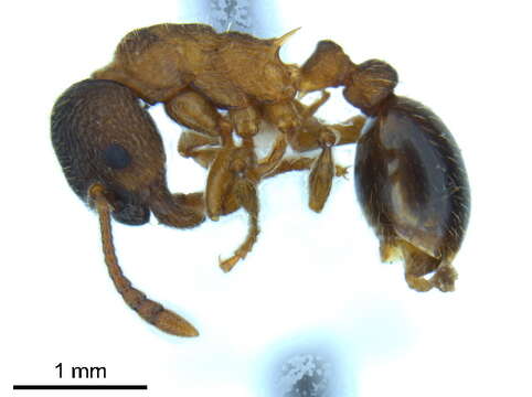 Image of Myrmica incompleta Provancher 1881