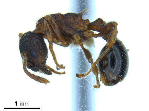 Plancia ëd Myrmica nearctica Weber 1939