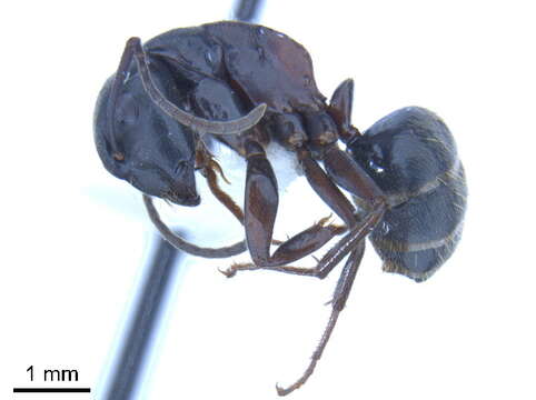 Plancia ëd Camponotus