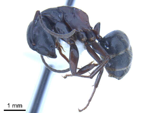 Plancia ëd Camponotus