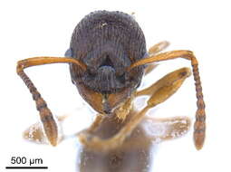 Image of Myrmica alaskensis Wheeler 1917