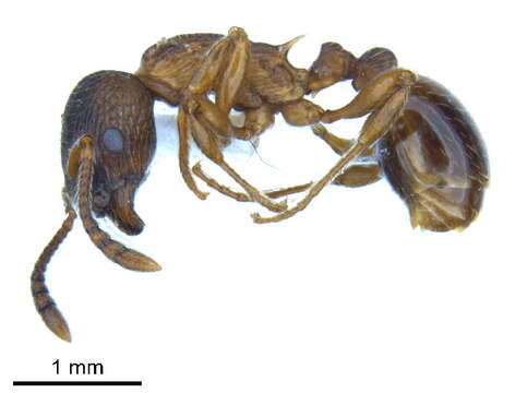 Image of Myrmica alaskensis Wheeler 1917