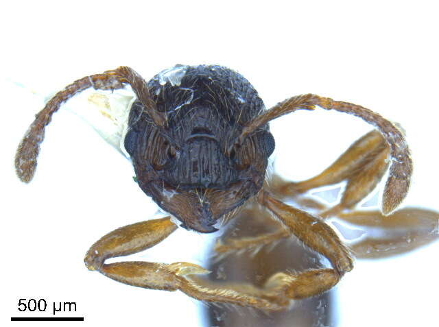 Image of Myrmica alaskensis Wheeler 1917