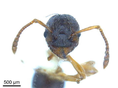 Image of Myrmica alaskensis Wheeler 1917