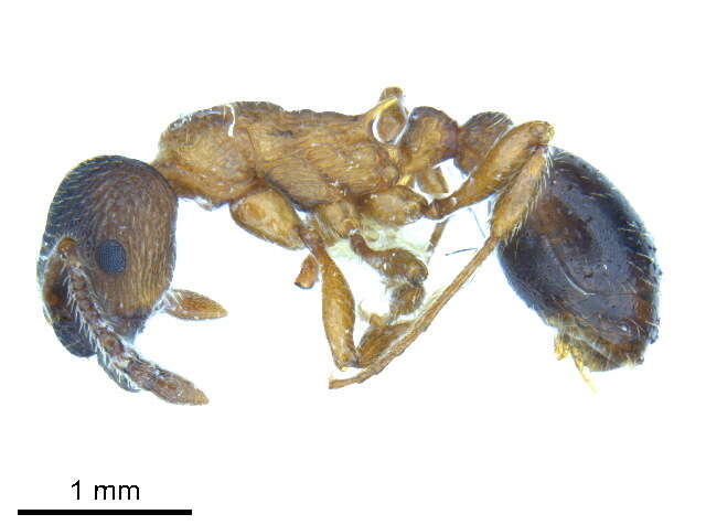 Image of Myrmica alaskensis Wheeler 1917