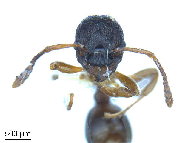 Image of Myrmica alaskensis Wheeler 1917