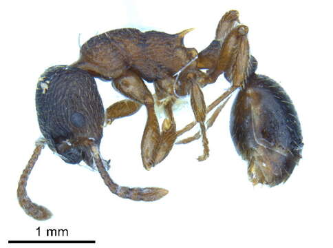 Image of Myrmica alaskensis Wheeler 1917