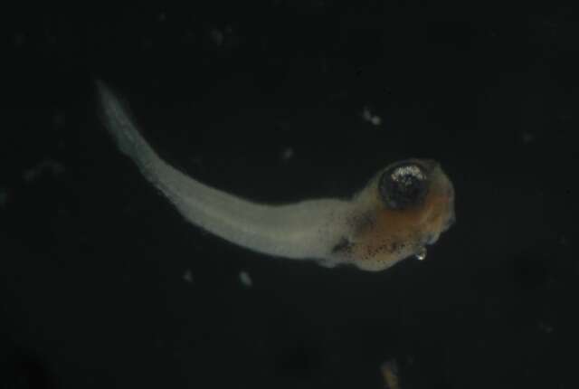 Image of Black Blenny