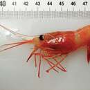 Image of similar shrimp