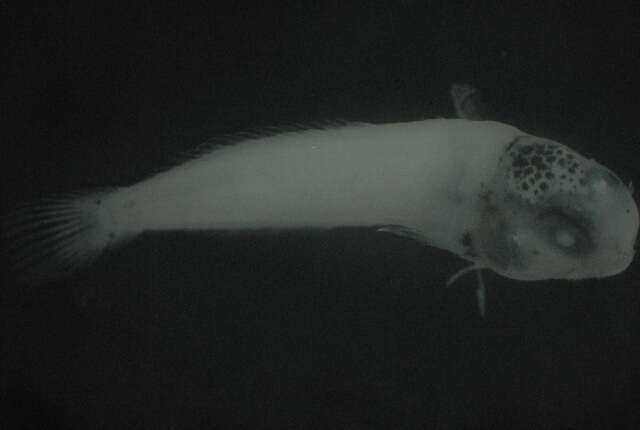 Image of Black Blenny