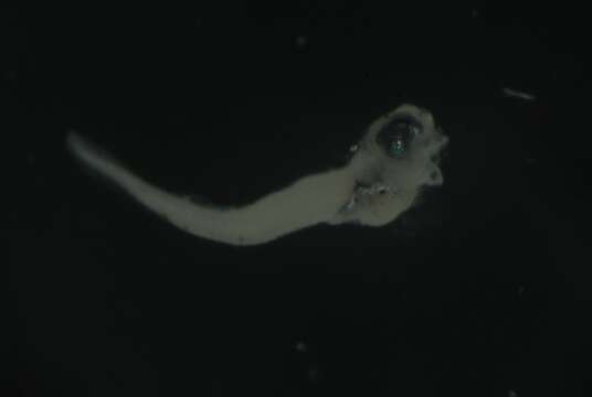 Image of Black Blenny