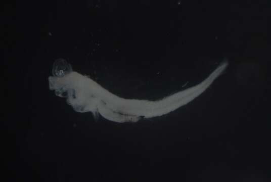 Image of Dotted-line blenny