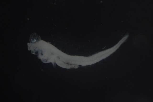 Image of Dotted-line blenny