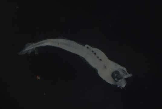 Image of Dotted-line blenny