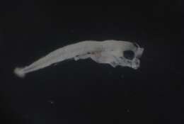 Image of Dotted-line blenny