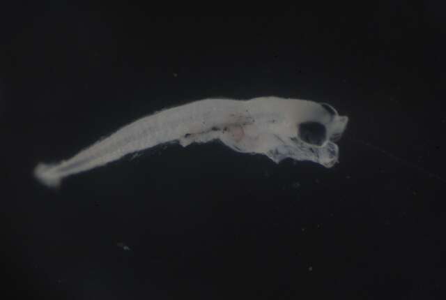 Image of Dotted-line blenny
