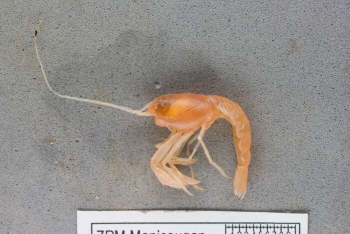 Image of Templeman's lobster shrimp