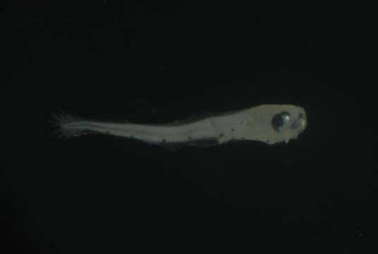 Image of Dotted-line blenny