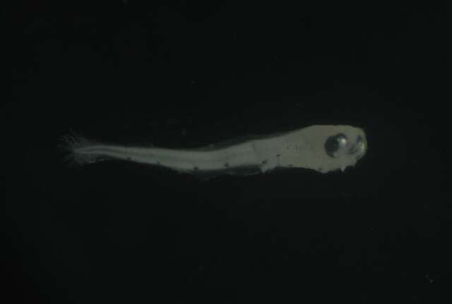 Image of Dotted-line blenny