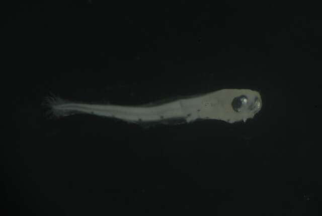 Image of Entomacrodus