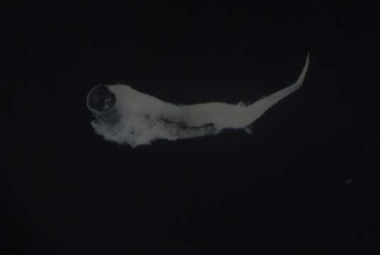 Image of Banded Fringe Blenny