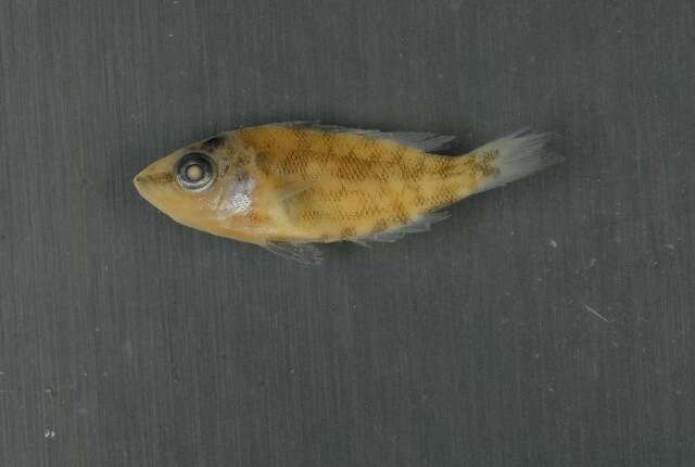 صورة Lethrinus olivaceus Valenciennes 1830