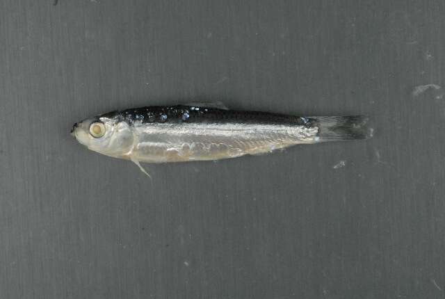 Image of Marguesan sardine