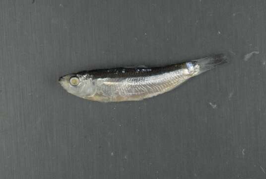 Image of Marguesan sardine