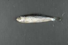 Image de Sardinella marquesensis Berry & Whitehead 1968