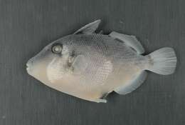 Image of Boomerang triggerfish