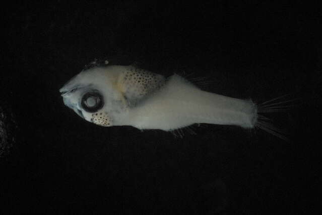 Image of cardinalfishes