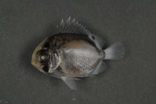 Image of Butterfly fish