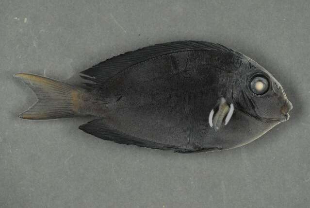 Acanthurus nigrofuscus (Forsskål 1775) resmi