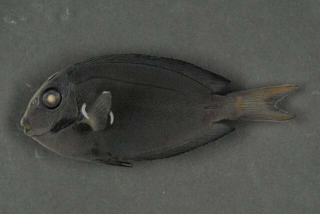 Acanthurus nigrofuscus (Forsskål 1775) resmi