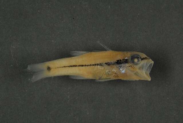 Image of Bridled cardinalfish