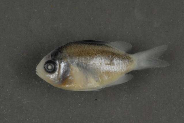 Image of dusky farmerfish