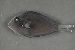 Acanthurus nigrofuscus (Forsskål 1775) resmi