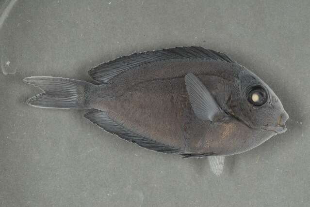 Acanthurus nigrofuscus (Forsskål 1775) resmi