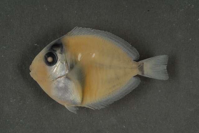 Image of Black-barred Surgeonfish