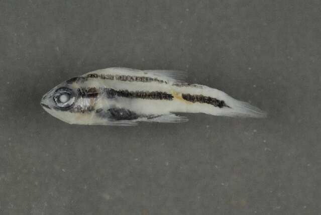 Image of Black-striped cardinalfish