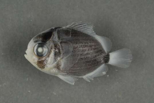 Image of Oval Butterflyfish