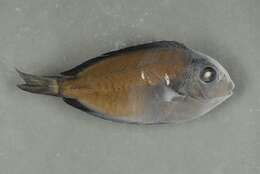 Acanthurus nigrofuscus (Forsskål 1775) resmi