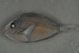 Acanthurus nigrofuscus (Forsskål 1775) resmi