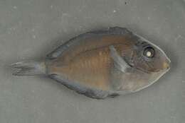 Acanthurus nigrofuscus (Forsskål 1775) resmi