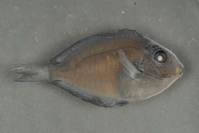 Acanthurus nigrofuscus (Forsskål 1775) resmi